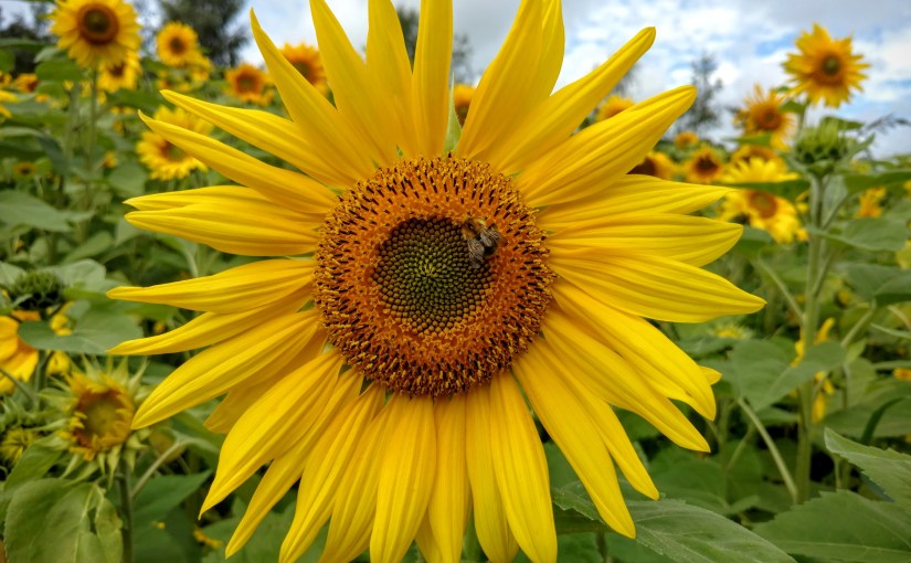 A magical (and affordable) day out at Priory&nbsp;Farm