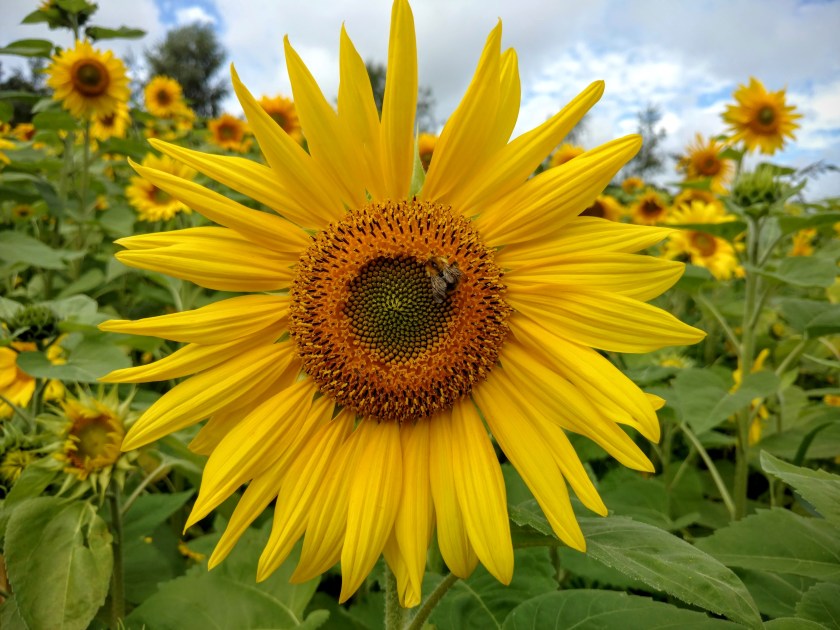 Sunflower