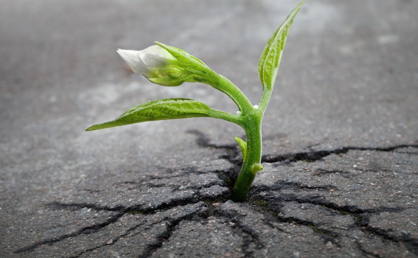 Hope and the jumping&nbsp;bean