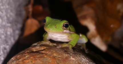 frog-1514727_1280.jpg